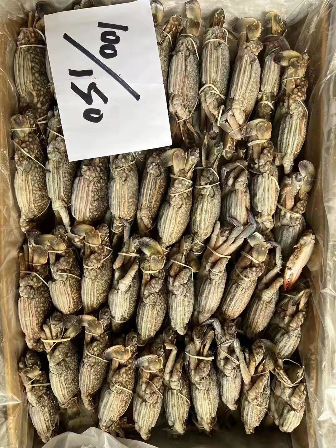 兰花蟹巴基斯坦