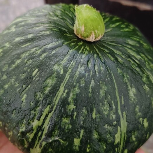 大荔县陕西渭南大荔板栗南瓜即将上市