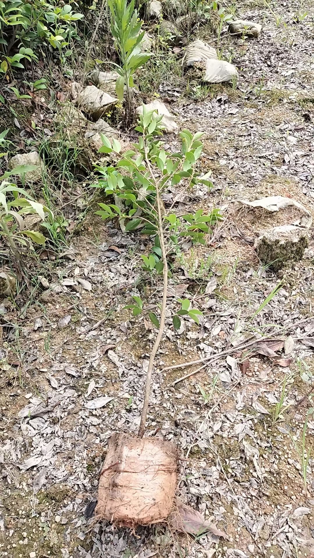 油茶苗