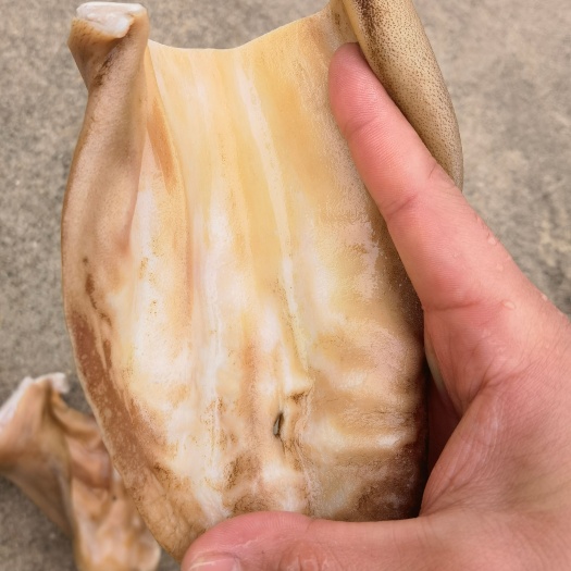 漯河火烧毛牛耳