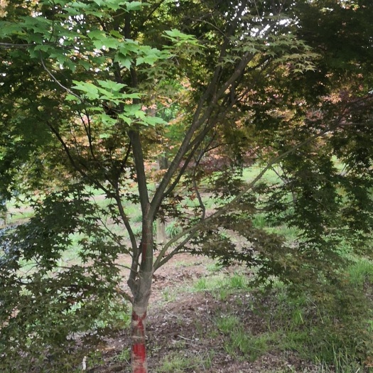 郯城县小叶鸡爪槭苗木 山东临沂发货 靓丽景观乔木