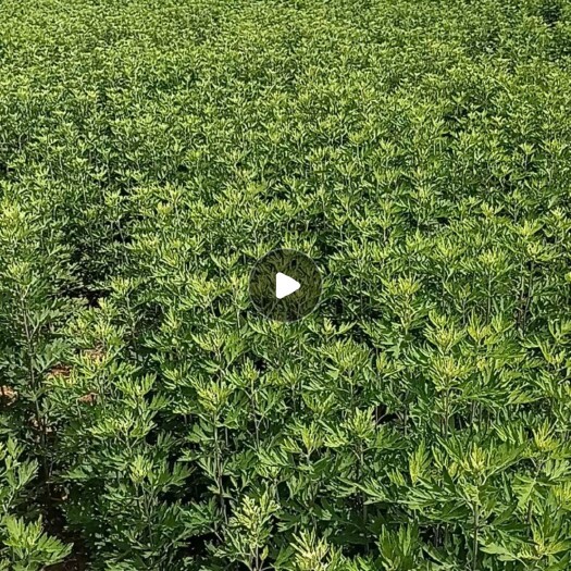 南阳艾草