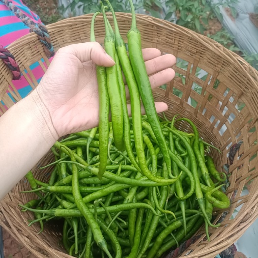 重庆市重庆·精品软皮二荆条条(线椒)