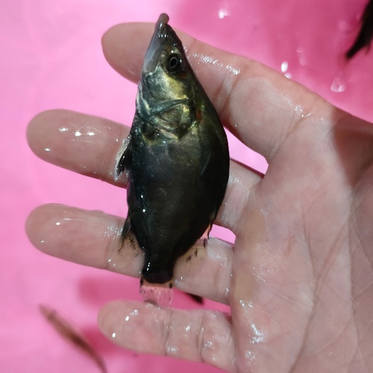 南宁桂花鱼苗！肉质好成品市场价格稳定