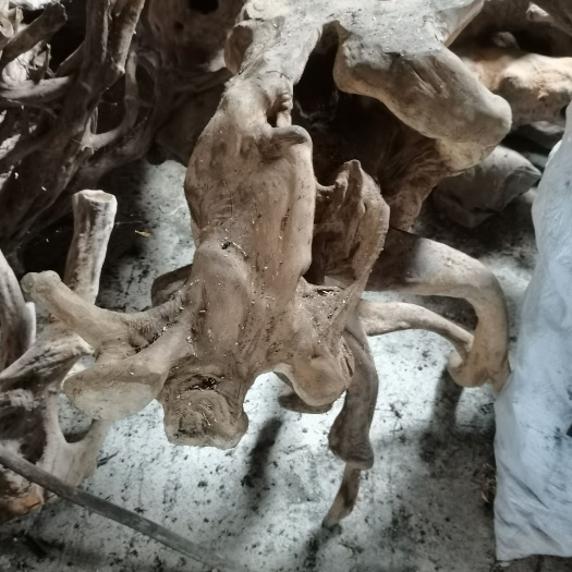 榕江县千年木