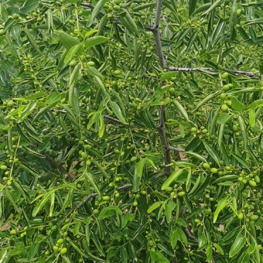 天津5年冬枣树
