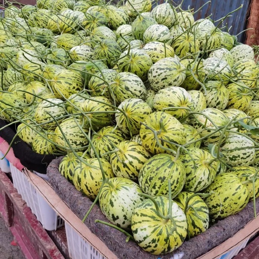 滑县花蕾
