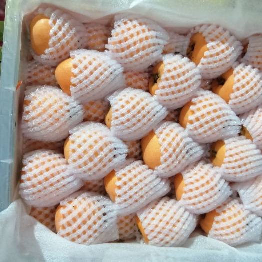 绍兴云南盐津县琵笆