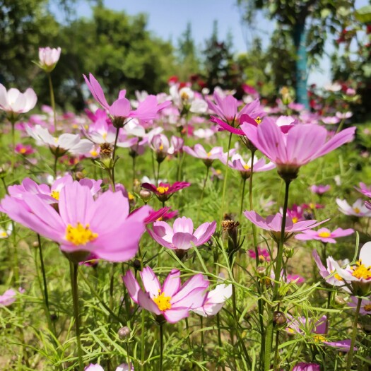 波斯菊种子花海必选品种,花期长,花色丰富,宜建植