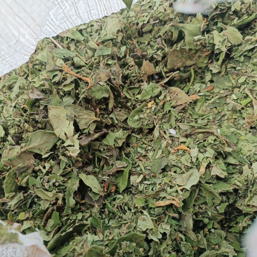 金银花叶一一野生批发零售货好5斤起批