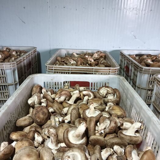 汝阳县鲜香菇