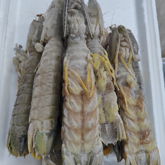 上海上海宝山新鲜捕捞皮皮虾活虾现售