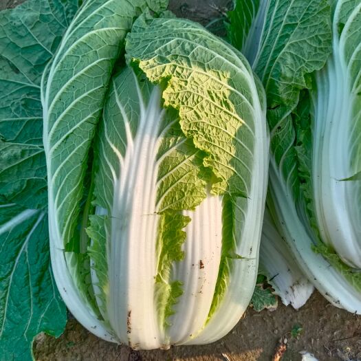 沙洋县精品黄心大白菜