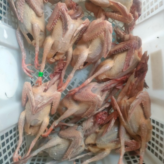 信鸽乳鸽肉现杀真空顺丰包邮10只装23，6只装