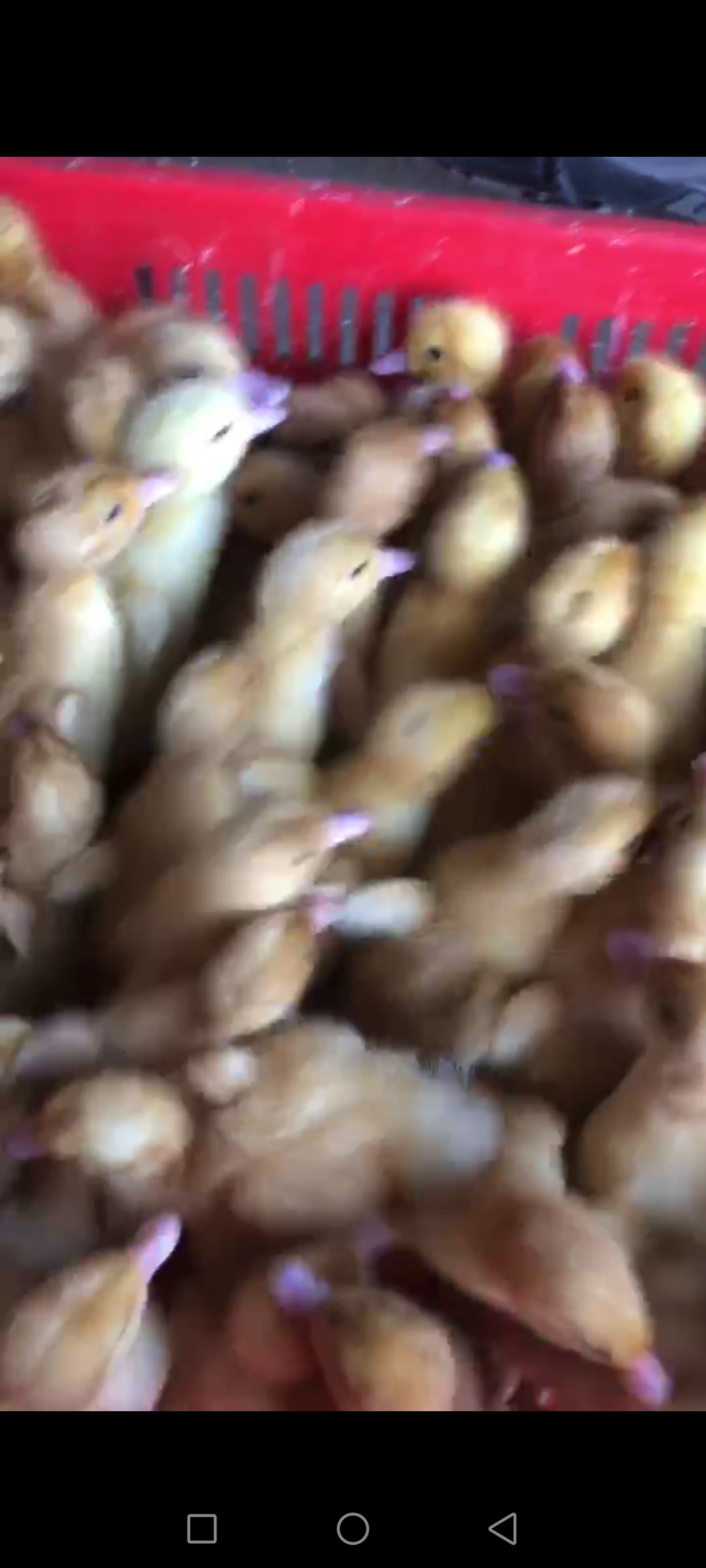 恒興禽業(yè)