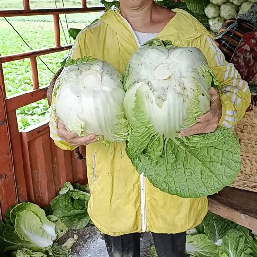 大白菜