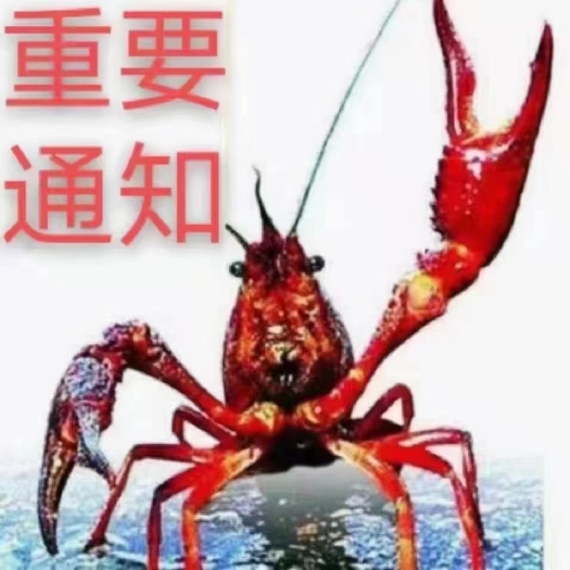 公安县小龙虾