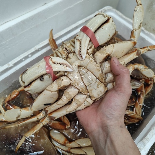 上海市宝山区优质珍宝蟹生鲜直供