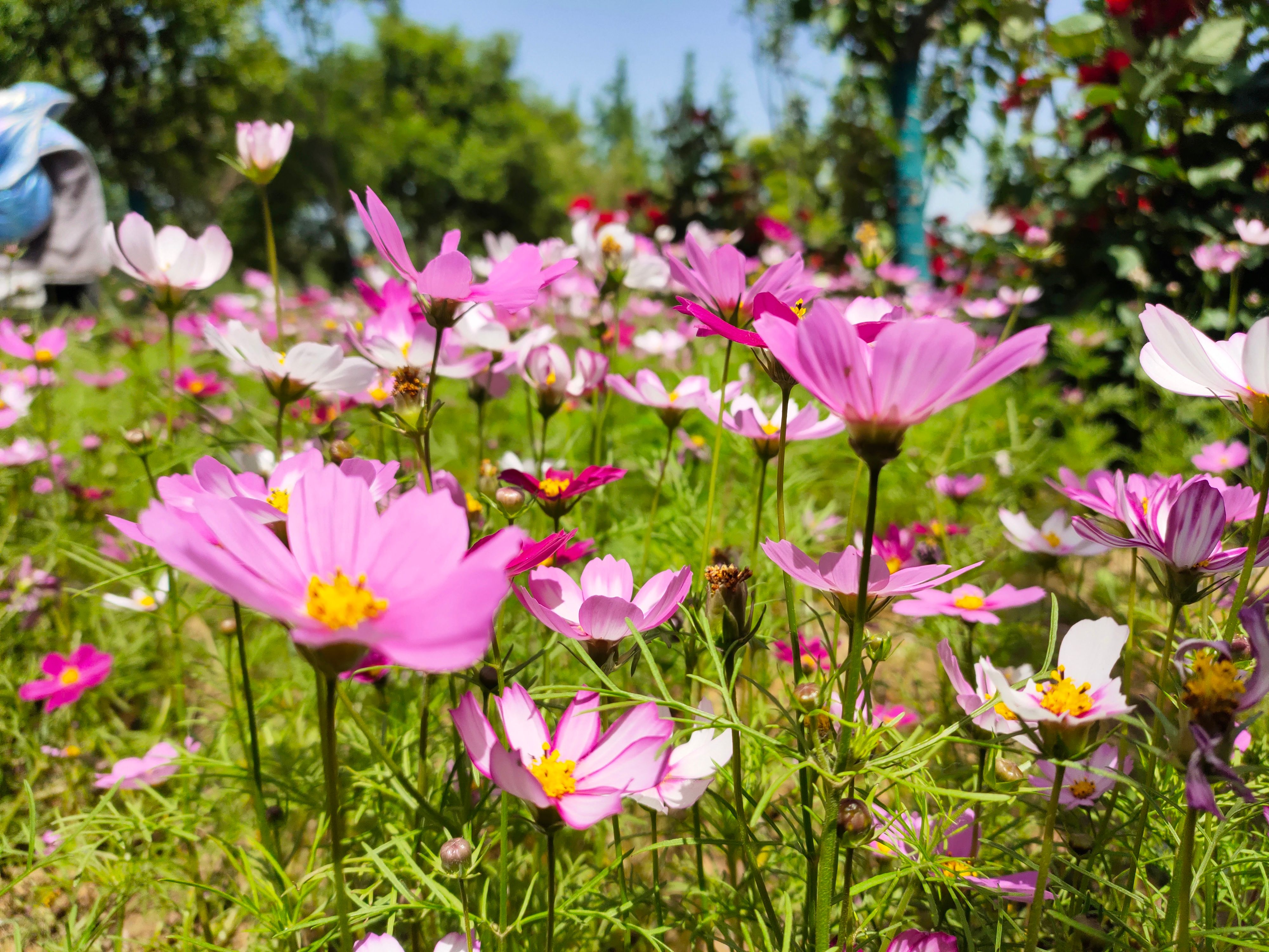 波斯菊种子花海必选品种,花期长，花色丰富，宜建植