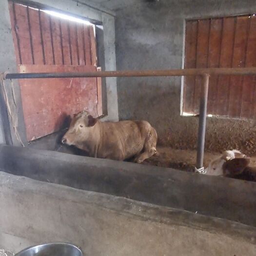泗县黄牛肉牛