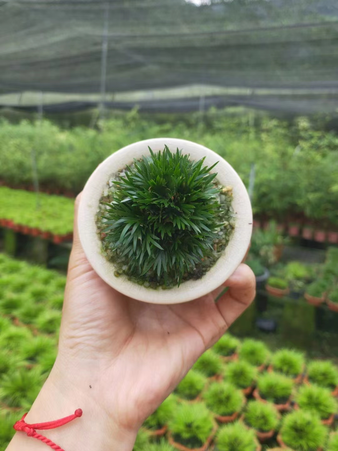 天勝竹園竹子批發(fā)