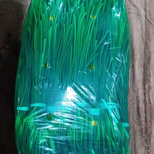 邯郸白帽蒜薹