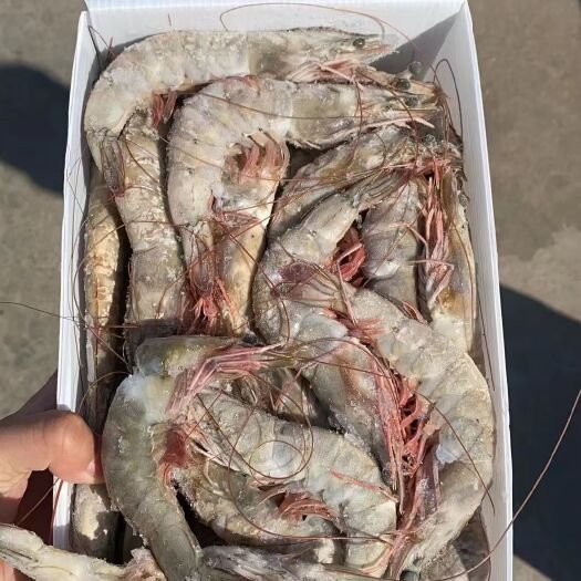 连云港盐冻大虾20/30