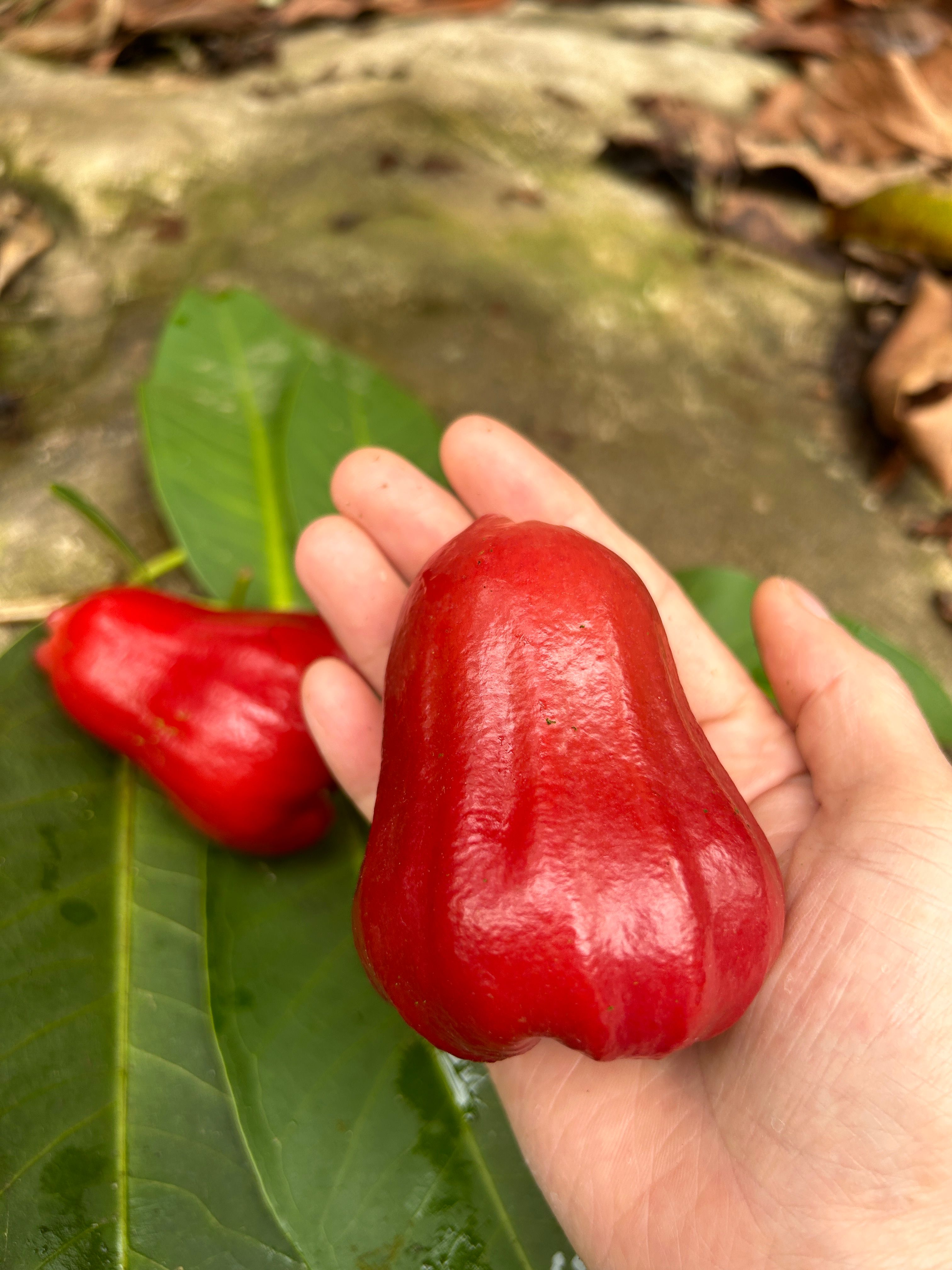 海南黑金刚莲雾精品果！