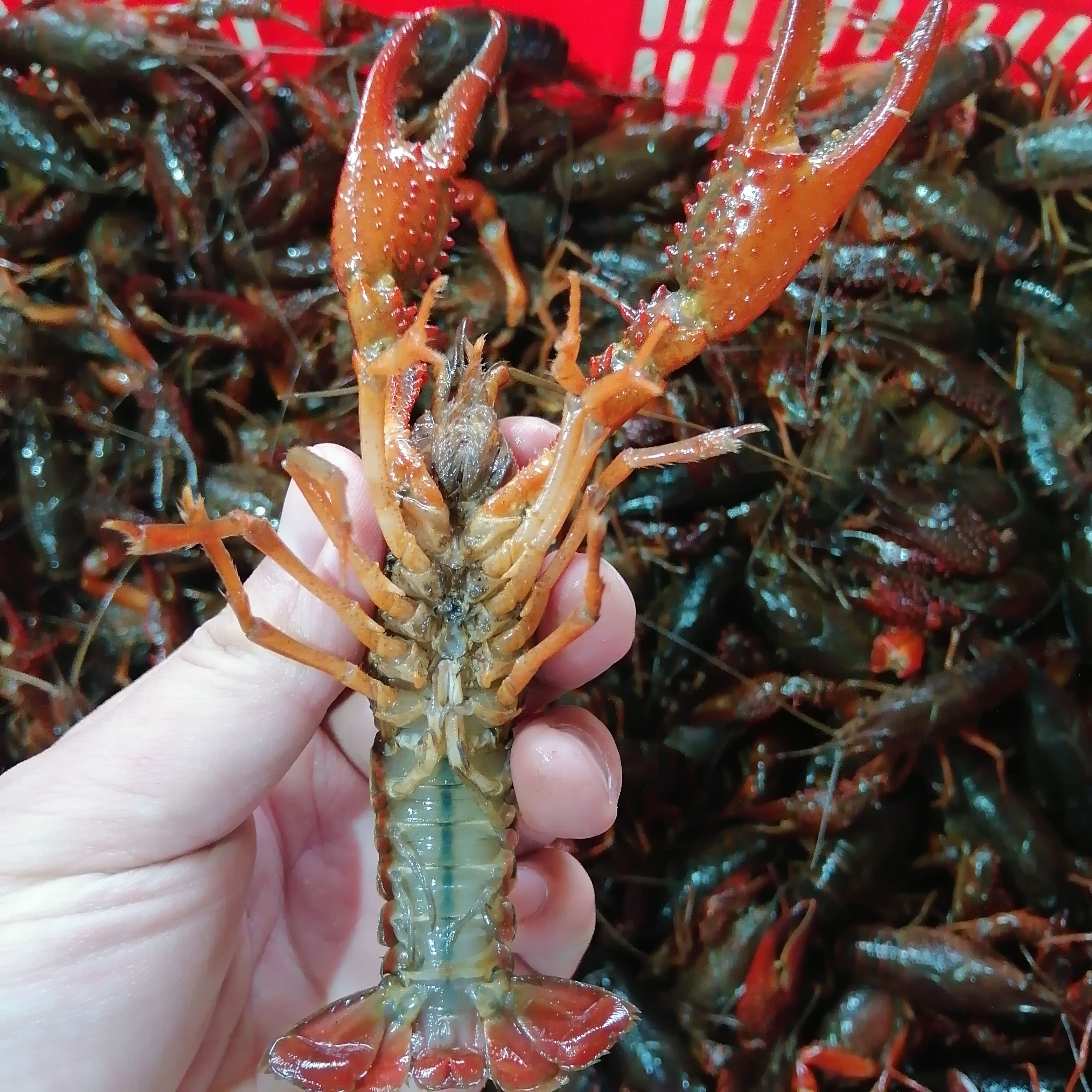 潜江小龙虾生态养殖肉质饱满一手货源湖北小龙虾品质保证全国发货