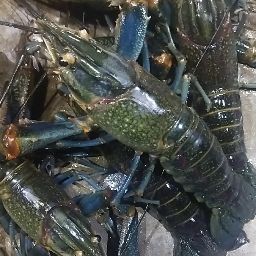 化州市淡水澳洲龙虾大量现货，全国各地发货
