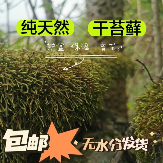 安顺干苔藓水苔青苔兰花蝴蝶兰石斛种植专用青苔