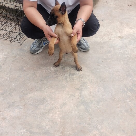 简阳市精品小马犬