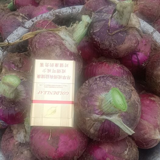 临颍县精品洋葱