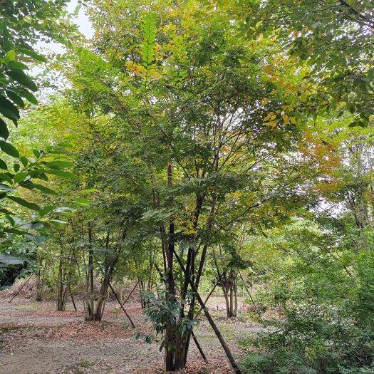 都江堰市大量出售自家丛生红榉树，价格