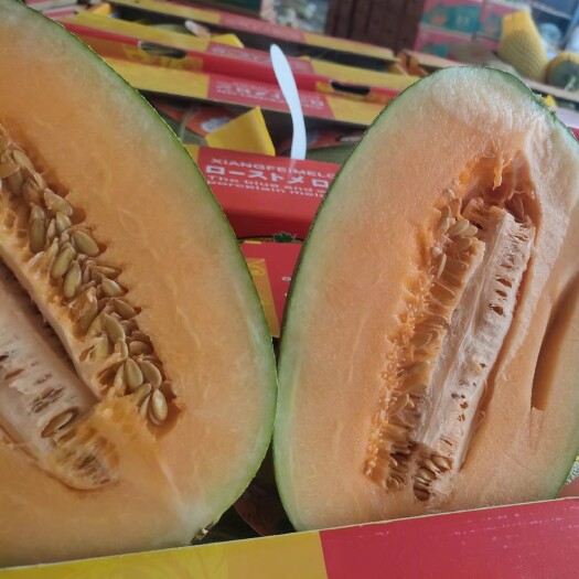 乐东县海南小蜜25.大量供应，品质保证，诚信经营