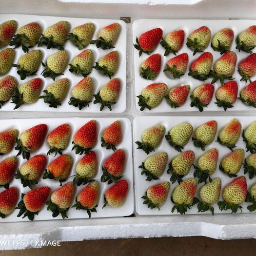 会泽县云南夏季草莓