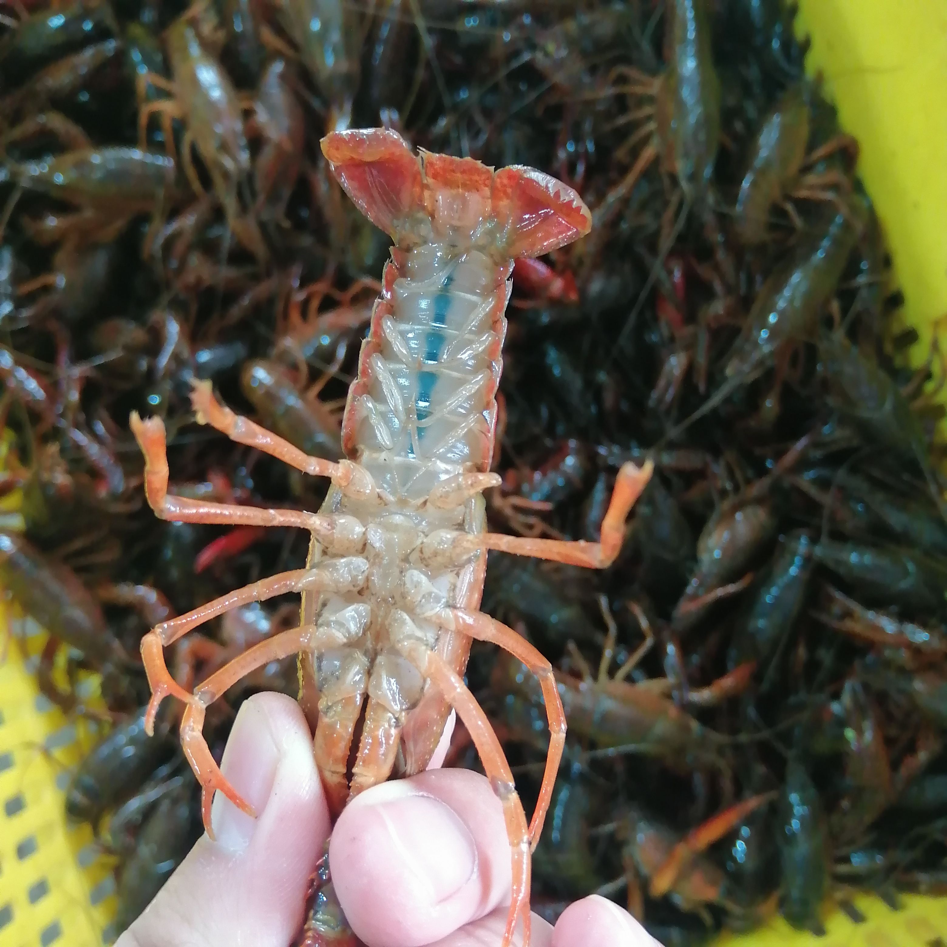 潜江小龙虾生态养殖肉质饱满一手货源湖北小龙虾品质保证全国发货