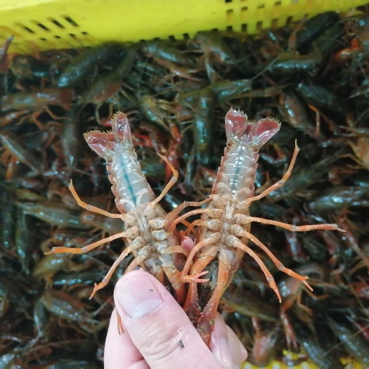 潜江小龙虾生态养殖肉质饱满一手货源湖北小龙虾品质保证全国发货