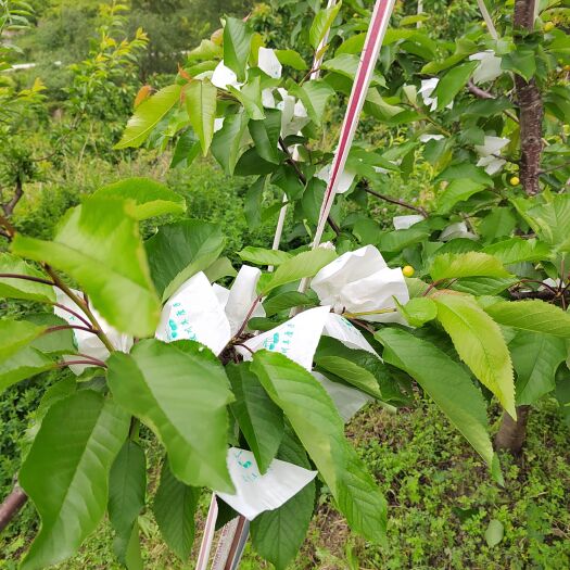 茂县车里子即将上市啦。