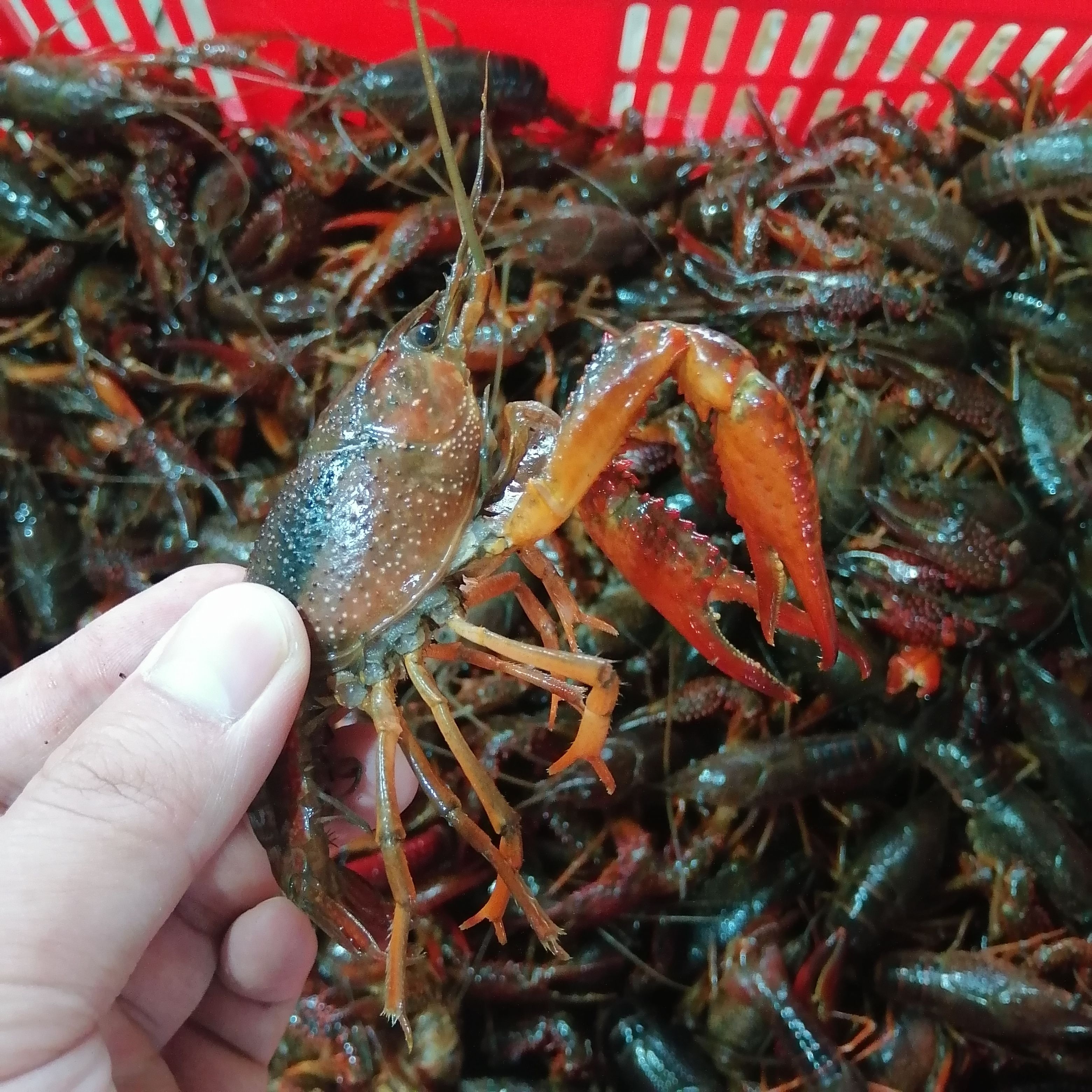 潜江小龙虾生态养殖肉质饱满一手货源湖北小龙虾品质保证全国发货