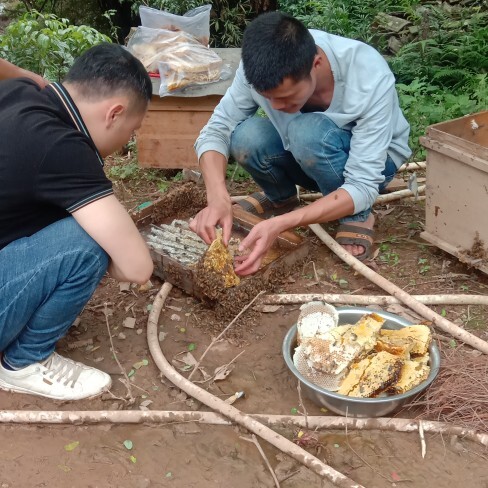 灵山县龙眼蜜，荔枝蜜，蜂巢蜜，地蜂蜜