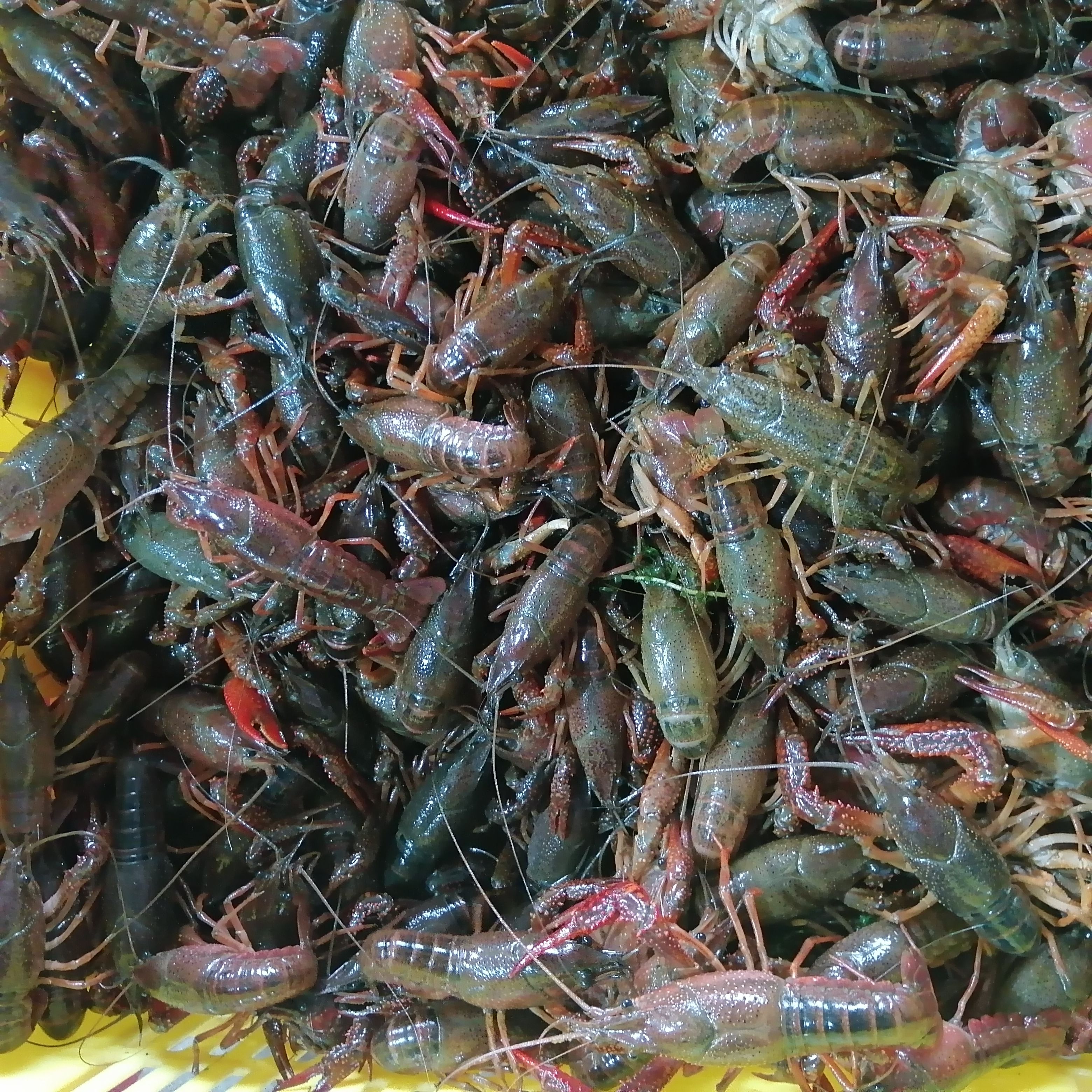 潜江小龙虾生态养殖肉质饱满一手货源湖北小龙虾品质保证全国发货