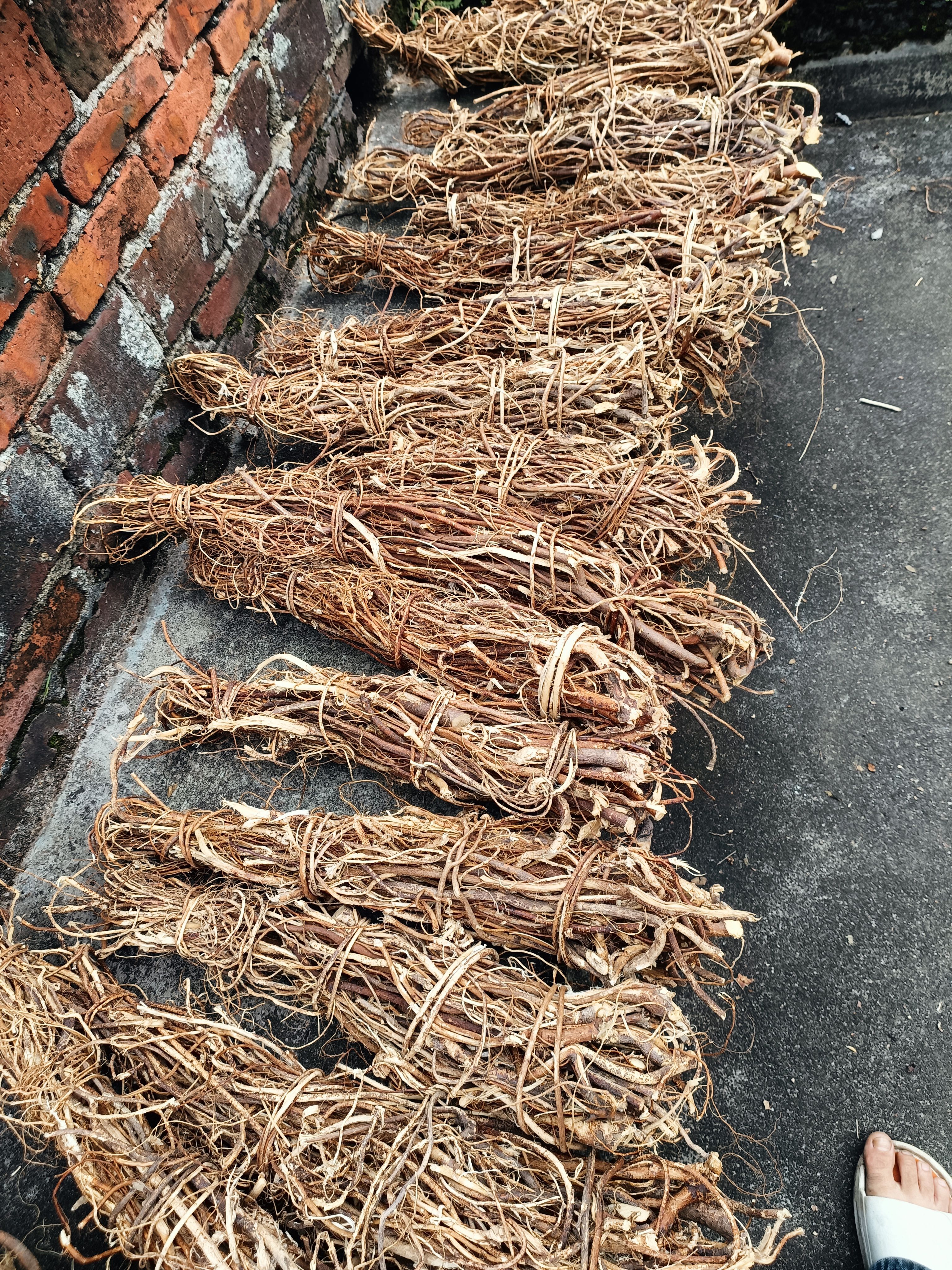 五指毛桃无硫干货统货，切段，(非种植货）香味浓郁
