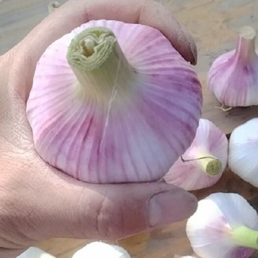 徐州徐州紫红皮大蒜，个大颜色好