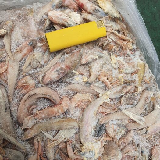 荣成市饲料沙光鱼