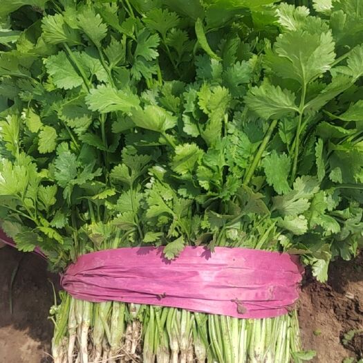 杞县精品香菜，全国发货，诚信经营