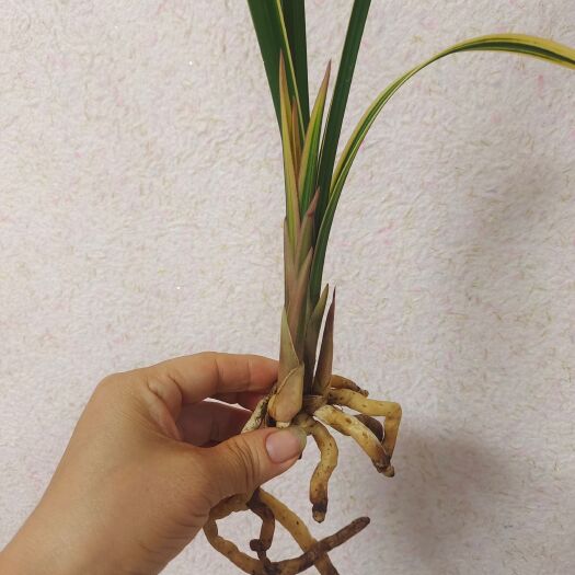 南靖县蕙兰名贵金边线艺红香妃兰花苗浓香型红草新品绿植花卉盆栽