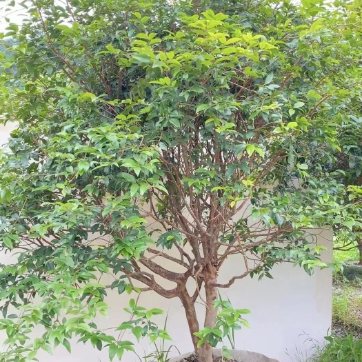 嘉宝果结果苗