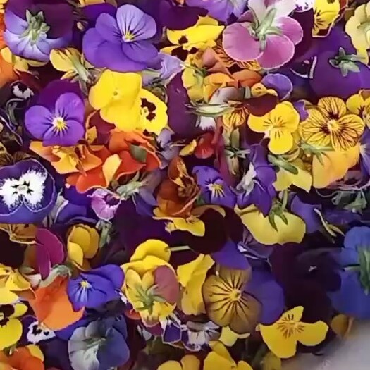 喀喇沁旗三色堇花