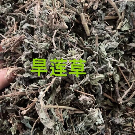 玉林旱莲草